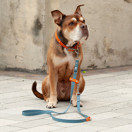 Set Hundeleine & Halsband | Petrol & Pumpkin