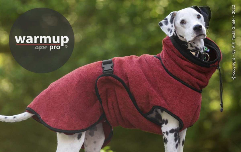 Hund im WARMUP Cape Pro Bordeaux – Ideal nach Regen oder Training, mit Rollkragen und verstellbarem Schnallenverschluss